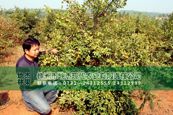 湘林4号油茶苗