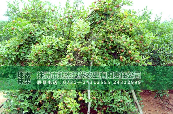 湘林210油茶苗